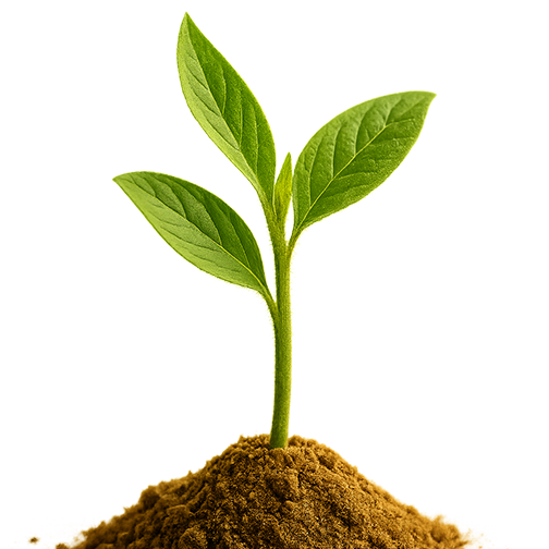 Plant Crops